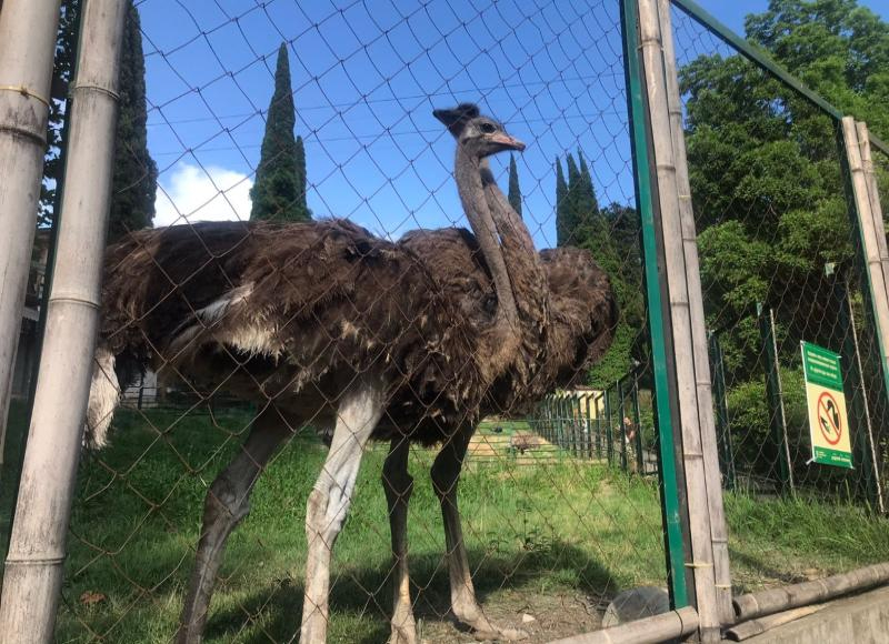 Африканские страусы поселились в Сочи