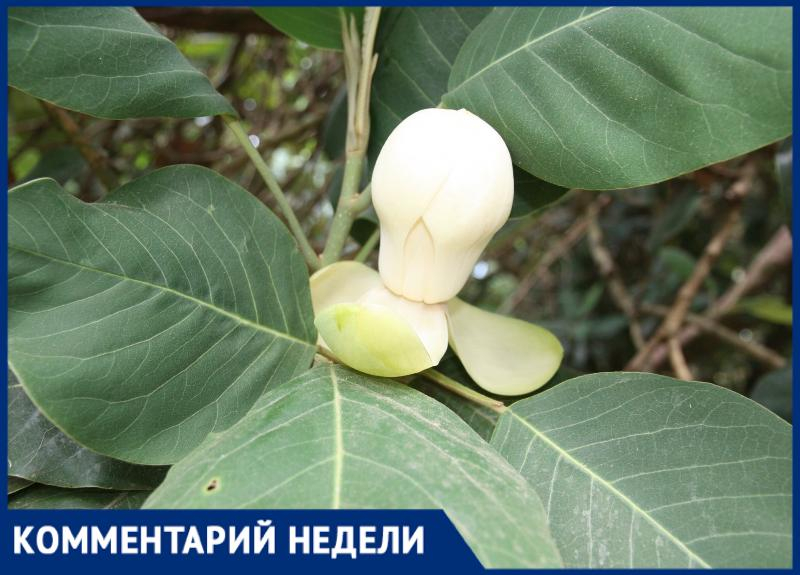 «Выскочки среагировали на теплую погоду»: сотрудник Кавказского заповедника о ноябрьском цветении магнолии