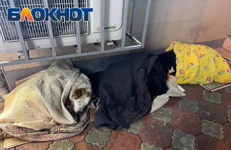 «Мир не совсем прогнил»: неравнодушные сочинцы накрыли бездомных собак одеялами