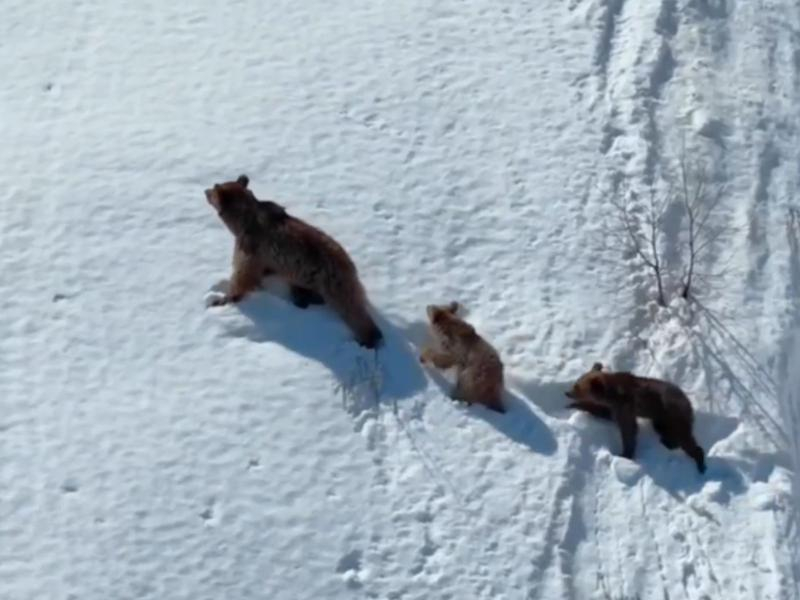 Семья из трех медведей вышла на прогулку после зимней спячки в Сочи