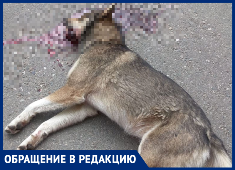 «Люди страшнее зверей»: жительница Сочи стала свидетелем убийства бездомного пса