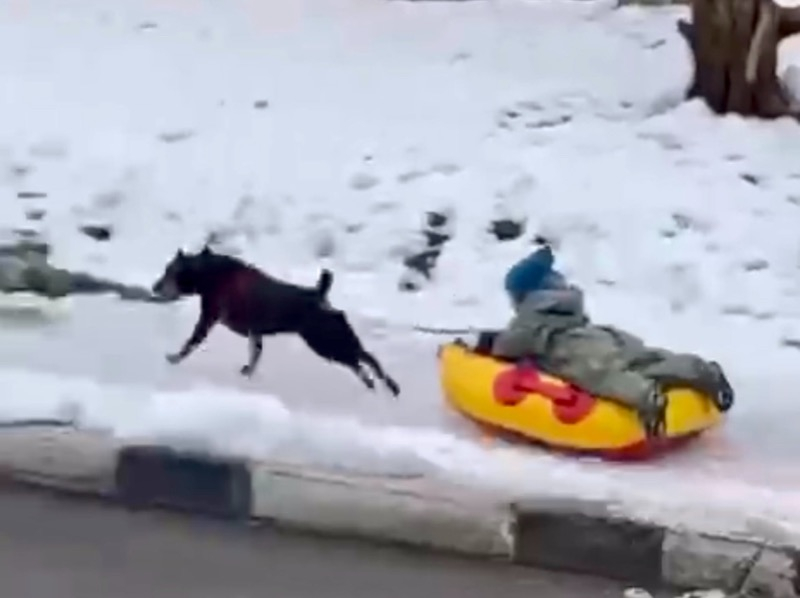 Зимние забавы: развлечения ребенка с собакой вдоль проезжей части в Сочи попали на видео