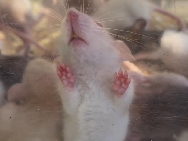 Живодеры в Сочи держат крыс на жаре в стеклянном аквариуме
