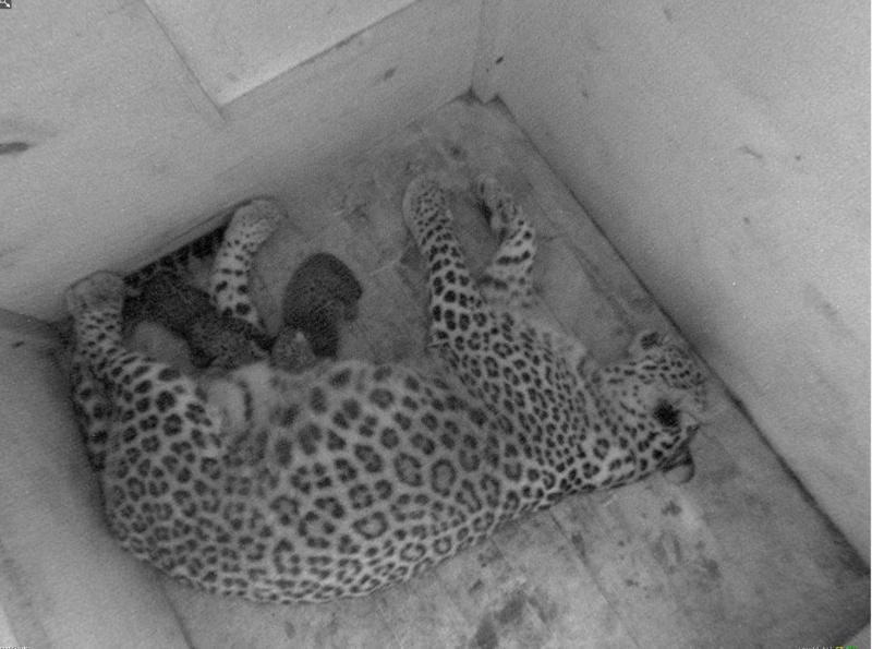 Пара сочинских леопардов стали родителями