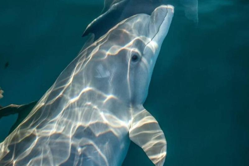 В акватории Черного моря заметили уникального дельфина