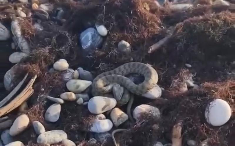 Змея перепугала отдыхающих на пляже в Сочи