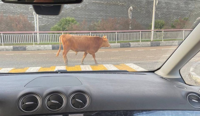 Сочинские коровы дисциплинированно пересекают дороги по переходам