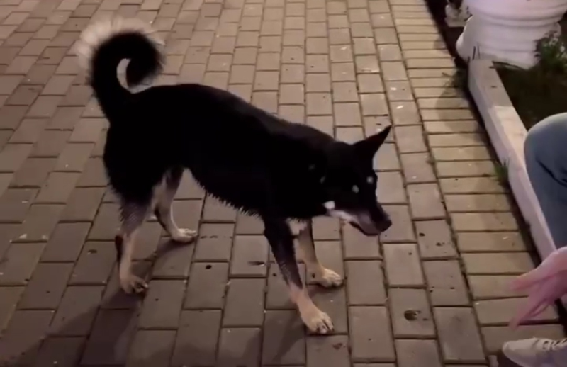 Трогательное видео про собаку из Сочи разлетелось по Сети