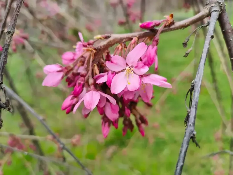 В Национальном парке Сочи распустились цветы сакуры